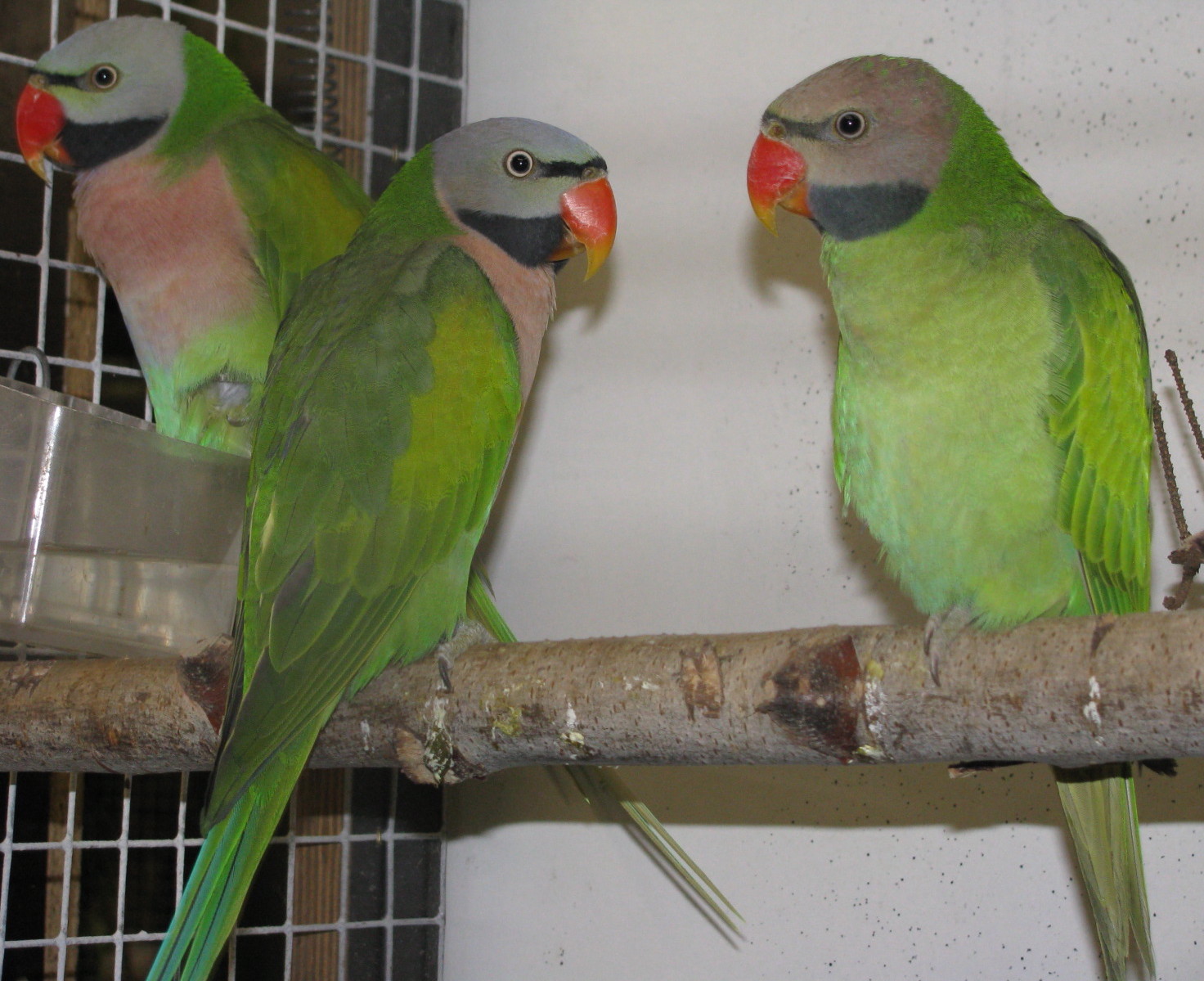 Rosenbrustbartsittiche ( Psittacula alexandri alexandri ) 1,1,1